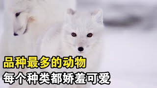 北極狐，赤狐，藏狐，到底誰好看？ #一代人有一代人的動物世界 #動物解說 #動物世界 #反轉 #搞笑#動物解說 #animals #animeart #冷知識 #搞笑 #科普 #寵物