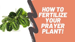 How to Properly Fertilize a Prayer Plant - Maranta \u0026 Calathea