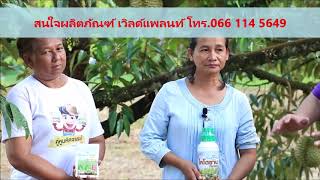 World Plant เวิลด์ แพลนท์ สวนทุเรียนหมอนทอง คุณกบ T. 066 114 5649