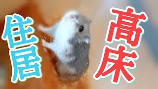 高床式住居で暮らすハムスター　【ケージの中紹介】 Hamster living in the Stilt house