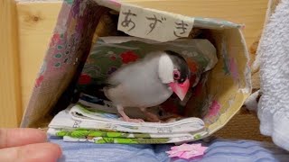 自分のうんちにドン引きする文鳥　java sparrow