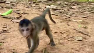 Cute little baby Sann with old mom Scarlet ❤️#cute #monkey #viralvideos