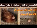 kurak murgi ko ando par baithne ka tarika Urdu\hindi | How we get maximum chicks from eggs