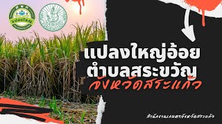 การดำเนินงานของแปลงใหญ่อ้อยตำบลสระขวัญ อำเภอเมืองสระแก้ว