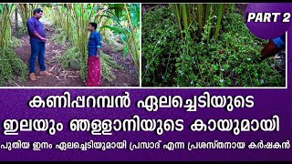 #cardamom planter #kaniparamban Elam #Njallani Elam together as #newvariety# cardamom cultivation