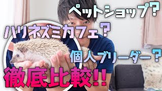 【ハリネズミの飼い方】どこでお迎え(購入)する？メリットを徹底比較！