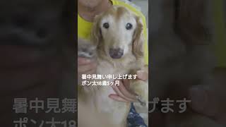 【ポン太18歳の日常】＃18歳5ヶ月＃メラノーマ＃ミニチュアダックスフンド＃シニア犬＃老犬＃dog