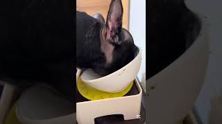 【今朝の凛さん】朝ごはん🥣凛さんチェック✅#フレンチブルドッグ #frenchie #frenchbulldog #frenchbulldoglife