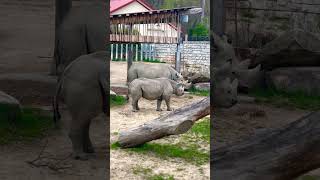 Baby rhino sticks