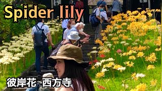 Spider Lily’s early autumn flower 【西方寺の彼岸花 】神奈川県　彼岸花の名所