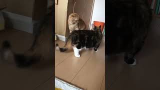 追い込み漁される猫　#shorts