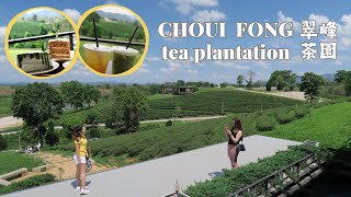 CHOUI FONG Tea plantation in Chiang Rai｜Enjoy tea desserts and dishes in a beautiful tea plantation