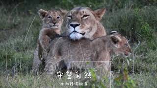 儿童绘本故事会/ 星巴作品：《我是一只小狮子》/I am a lion cub/저는 아기 사자 입니다/ By：Laura