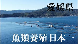 媛スマ　himesuma　－完全養殖・全身トロ・幻の魚－