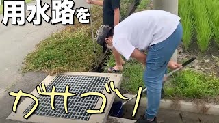 【茨城】用水路ガサガサ大作戦【田んぼ】【牛久】