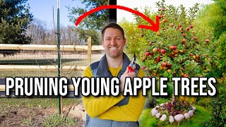How to Prune a Young Apple Tree to Maximize Fruit