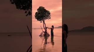 石垣島の一本マングローブ / lonely mangrove in Ishigaki island