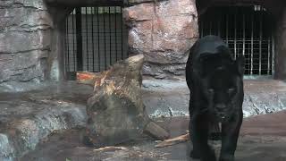 ロン♂と小春♀… 天王寺動物園のジャガー Jaguar