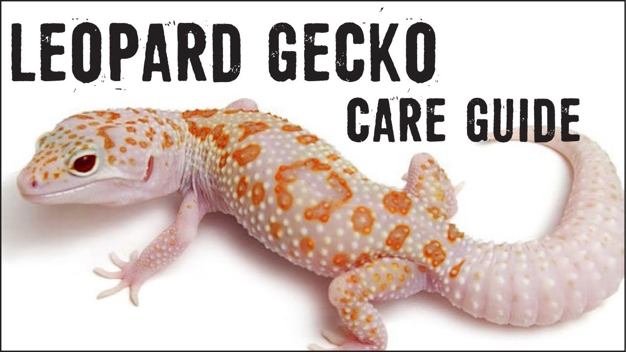 Printable Leopard Gecko Care Sheet