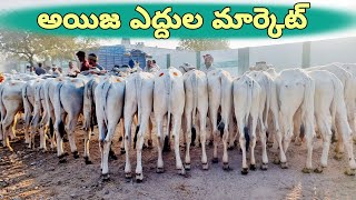 అయిజ ఎద్దుల మార్కెట్-ieeja bulls market-ieeja ongole cattles market-ieeja market-ieeja santha-ox