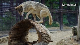 樹皮を剥がすオオカミ~Wolf was flipping through the bark