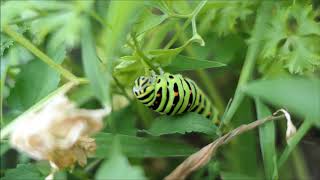 2020 08 15 庭のパセリを食べるアゲハの幼虫