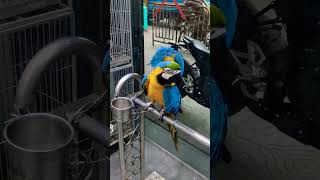 ৬ লাখ টাকার ব্রাজিলিয়ান ম্যাকাও পাখি | Brazilian Macaw Birds | কাঁটাবন | ঢাকা