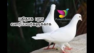 ( Part 90 ) புதிதாக புறா வளர்ப்பவர்களுக்காக  Important notes of pigeon beginners  தமிழ்|Tamil