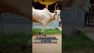 Old Champion hallikar race bull Pramoda now ready to show the old strength #youtubeshorts #hallikar