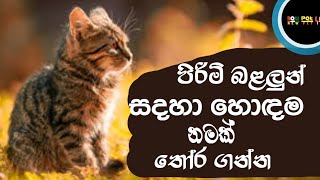 best cat names / unique male cat names / පිරිමි බළලුන් සදහා හොදම නම