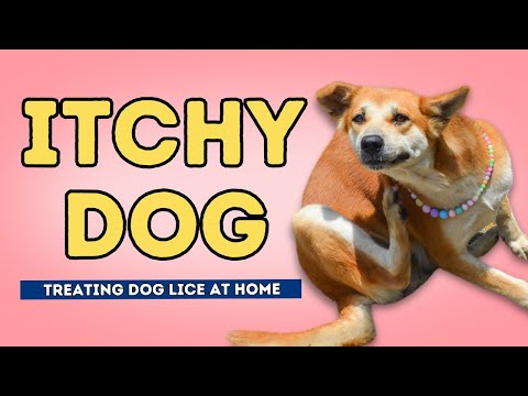 Itchy Dog? She May Have Lice! Itchy Dog? She May Have Lice!