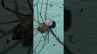 Long-legged spider and its eggs লম্বা পায়ের মাকড়সা ও তার ডিম #sorts #spider #Spider-eggs #Nature