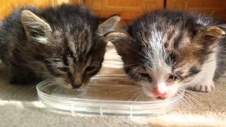 Pair of tiny kittens drink water for first time