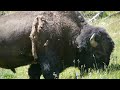 large male bison grazing in yellowstone national park