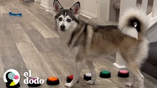 Husky tiene una forma muy específica de llamar la atención de sus padres | El Dodo