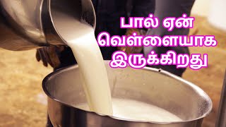 பால் ஏன் வெள்ளையாக இருக்கிறது | Interesting facts about Milk | Zio Tamil