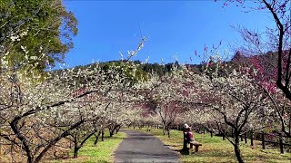 2021/02/19　楠山公園　梅の開花状況　その４　～高知県宿毛市～