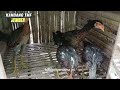 sukses ternak ayam bangkok dan ayam kampung kuntara