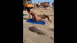 Tourists attacked while sunbathing by dingoes on a beach in Queensland, Australia.