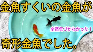 金魚すくいの金魚が奇形でした！全然気付かなかった！