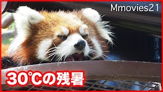 真夏のレッサーパンダ 桃桃にちょっかいをかける梨梨 Red Panda in hot summer