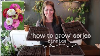 'How to Grow' Series - Zinnias!