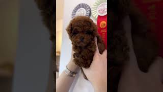 [VELY DOG] Teacup Red Poodle Female \