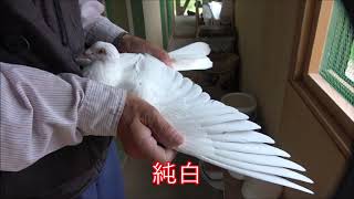 鳩の羽色について Fさん鳩舎通信　2019/09/01