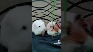 Guinea pig ep 61