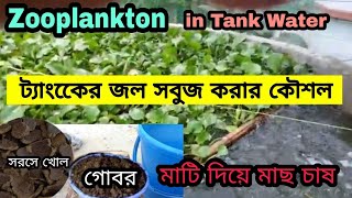 zooplankton : ট্যাংকের জল সবুজ করার কৌশল/How to grow plankton in Tank #zooplankton #phytoplankton