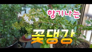 [환희사랑VLOG]꽃댕강  Kkotdaeng 편안함으로 베란다에왔어요(주부TV)베란다이야기 베란다에서