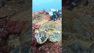 巨大なアオウミガメに遭遇【伊豆大島】