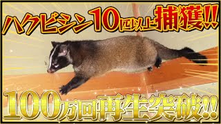 【116万再生突破！】ハクビシンが10匹以上現る！ 捕獲！！