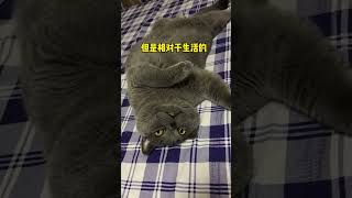 生活太苦了，来一块儿掉毛的糖吧 #蓝胖子 #蓝猫日常 #沙雕猫咪的日常